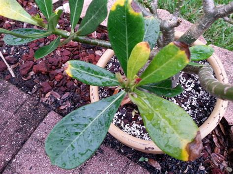 Adenium obesum the star of the succulent garden is desert rose, a beauty of a plant which thrives in hot, dry sunny conditions. Desert rose dying - what do I need to do