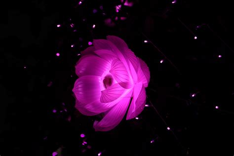 Wallpaper Pink Lotus Light Flower Dark Hd 5k Creative