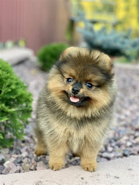 Absent Purebred Healthy Pomeranian Puppy For Sale