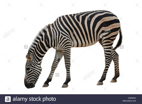 Zebra Legs Cut Out Stock Images And Pictures Alamy