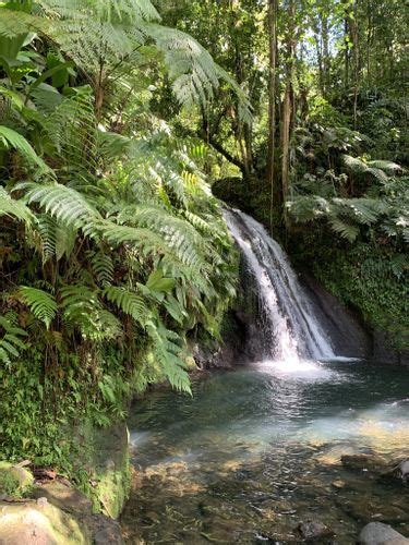 Best 10 Hikes And Trails In Guadeloupe National Park Alltrails