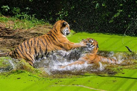 Premium Photo Tigers Play Fighting In Watertwo Wild Adult Male Bengal