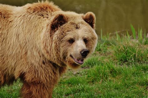 Free Images Forest Zoo Fur Mammal Fauna Brown Bear Wild Animal