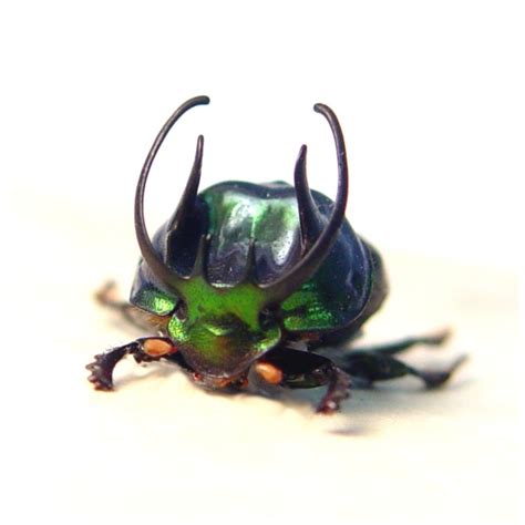 Proagoderus Sexcornutus Antler Beetle Devil Horned Scarab