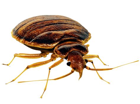 Bed Bug Png