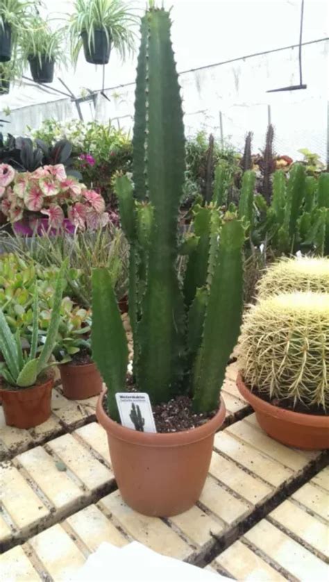 Euphorbia Acruensis Cactus Plant In A 19cm Pot Approx 60cm Tall