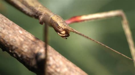 Walking Sticks Stop Drop And Clone To Survive Kqed