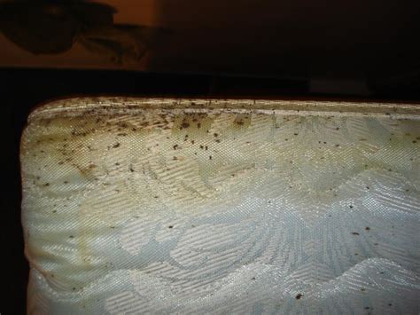 Bed Bug Infestation Treatment Bed Bugs Colorado Springs Mug A Bug