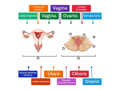 Anatom A Del Aparato Reproductor Femenino Labelled Diagram
