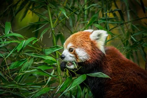 Top 60 Panda Eating Bamboo Stock Photos Pictures And Images Istock
