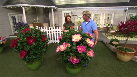 Cottage Farms Iconic Jumbo Hardy Hibiscus Duo On Qvc Youtube