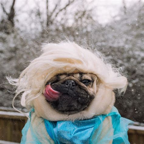 Doug The Pug On Instagram ‪do U Wanna Build A Snow Pug Doug