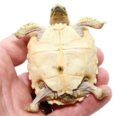 Baby Hypo Sulcata Tortoise Reptiles For Sale