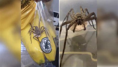 Man Almost Ended Up Eating Worlds Largest Venomous Spider Cocooned On