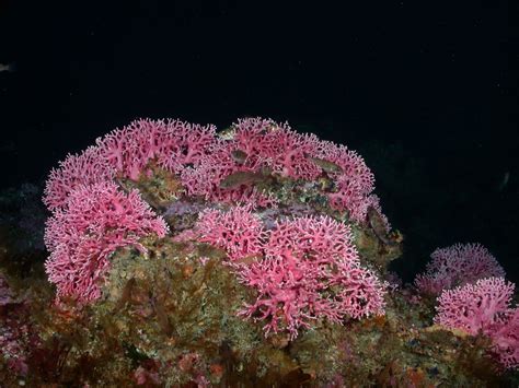 Deep Sea Corals Marine Conservation Institute