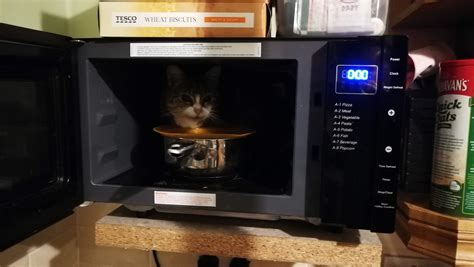 The Risks Of Microwaving Your Cats Food Hyaenidae
