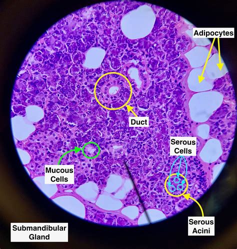 Submandibular Gland Histology 27405 The Best Porn Website