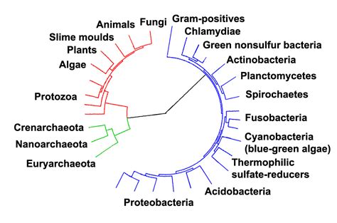 Eukaryote Wikidoc