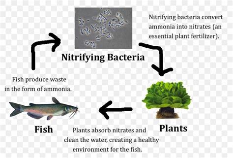 Nitrobacter Bacteria