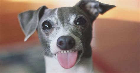 Dog Sticks His Tongue Out For Treats Videos The Dodo