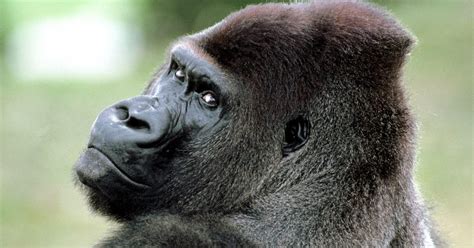 Encyclopaedia Of Babies Of Beautiful Wild Animals The Baby Gorilla