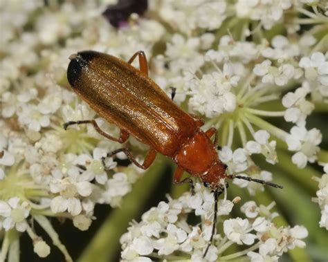 Common Red Soldier Beetle Rhagonycha Fulva Insect Macr Flickr