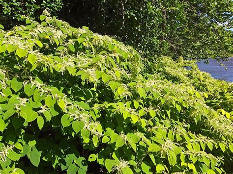 West Virginias Worst Invasive Plants And What To Do About Them