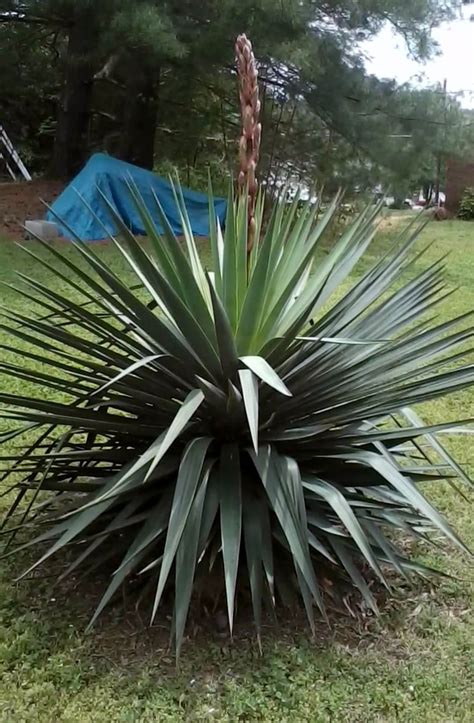 Green Spiky Plant With White Flowers