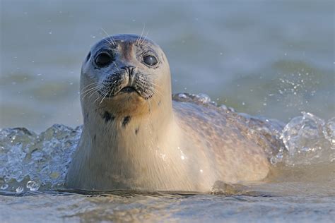 Um die geschichte helgolands sowie das leben der damaligen insulaner und auch die schönheit der insel an sich zu zeigen, finden in regelmäßigen abständen ausstellungen. Seehunde und kegelrobben auf helgoland images - latest ...