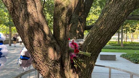 The Little Known Story Of The 911 Survivor Tree Jewish Sacred Aging