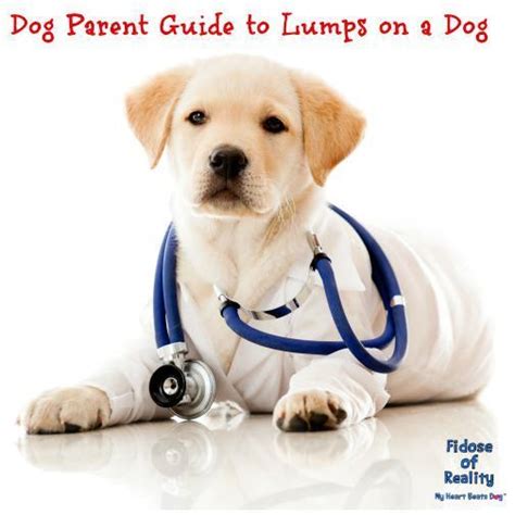 Dog Parent Guide To Lumps On A Dog Fidose Of Reality Dog Health Tips