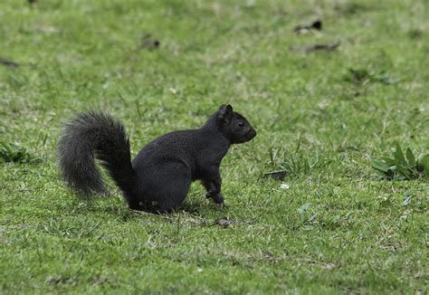 Eastern Grey Squirrel With Melanism Photograph By Randy Stiefer Fine