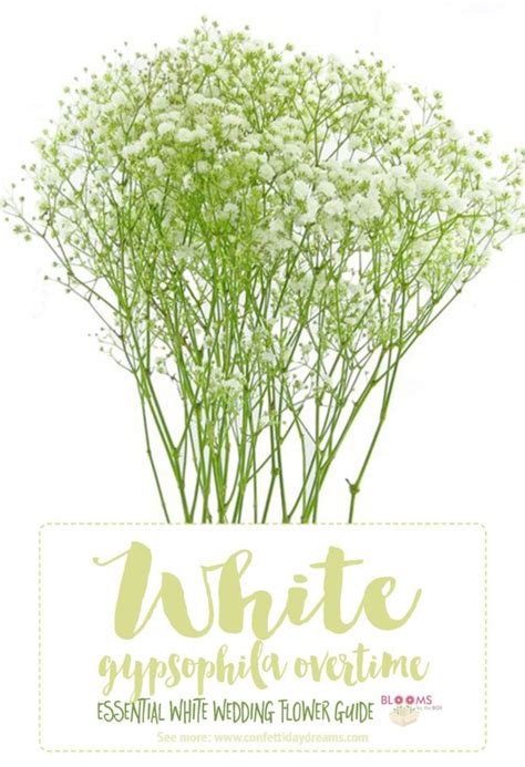 White flowers free stock public domain. Essential White Wedding Flower Guide: Names, Types + Pics ...