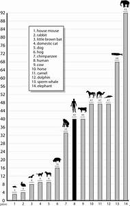 Average Gestation Periods Of Selected Mammals