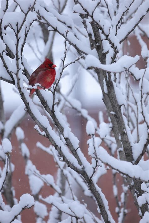 Cardinal In Snowy Bush Am Sandy Rose Flickr
