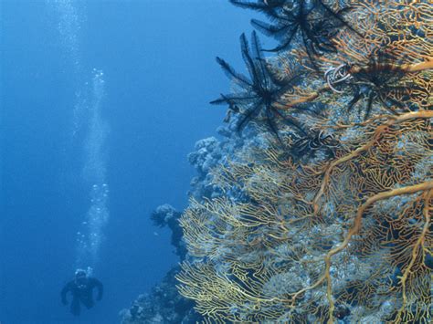 Continental Shelf Animals