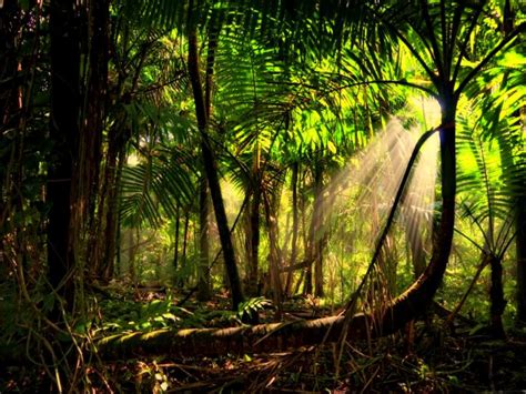 73 Rainforest Backgrounds