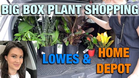 Lowes And Home Depot Plant Shopping And Plant Haul Big Box Houseplant