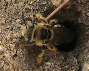Id For Ground Nesting Bees Melissodes Bugguidenet