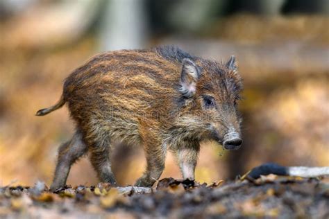 Baby Wild Boar Sus Scrofa Running Red Autumn Forest In Background