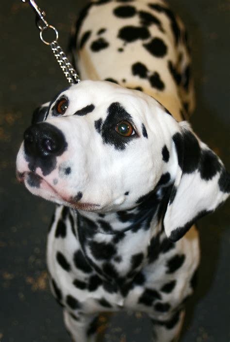Dalmatian Some Facts The Dalmatian Is A Breed Of Dog Not Flickr