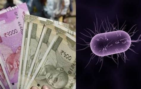 Fatal Bacteria Found On Currency Notes Herere The Details The