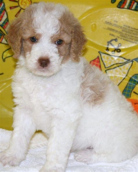 A goldendoodle should not sport a curly coat like that of a purebred poodle or a flat coat like that of a golden retriever. Bringing Home the Perfect Goldendoodle Puppy - Varieties ...