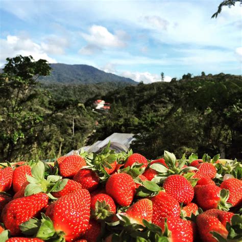 The cameron highlands is a district in pahang, malaysia, occupying an area of 712.18 square kilometres (274.97 sq mi). CikLilyPutih The Lifestyle Blogger: Jalan-Jalan Di Cameron ...