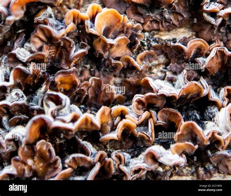 Tree Bark Fungus In Detail Stock Photo Alamy