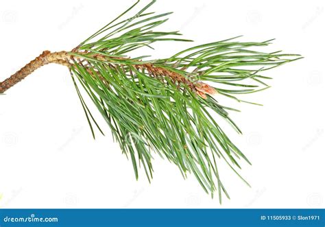 Branch Pine Stock Image Image Of Nature Coniferous 11505933