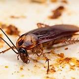 Japan Cockroach Control Photos