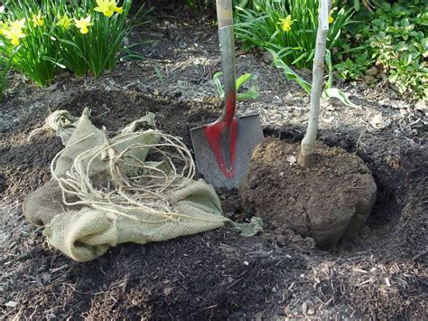 Should burlap be removed when planting a new tree? Gardening Q&A with ...
