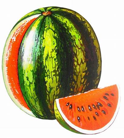 Watermelon Transparent Purepng Leaves Clipart Pngstock Pngimg