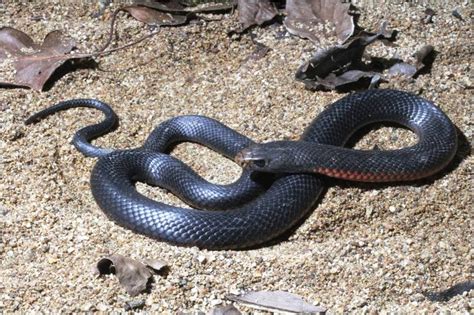Red Bellied Black Snake Juvenile Central Qld Coast Landcare Network